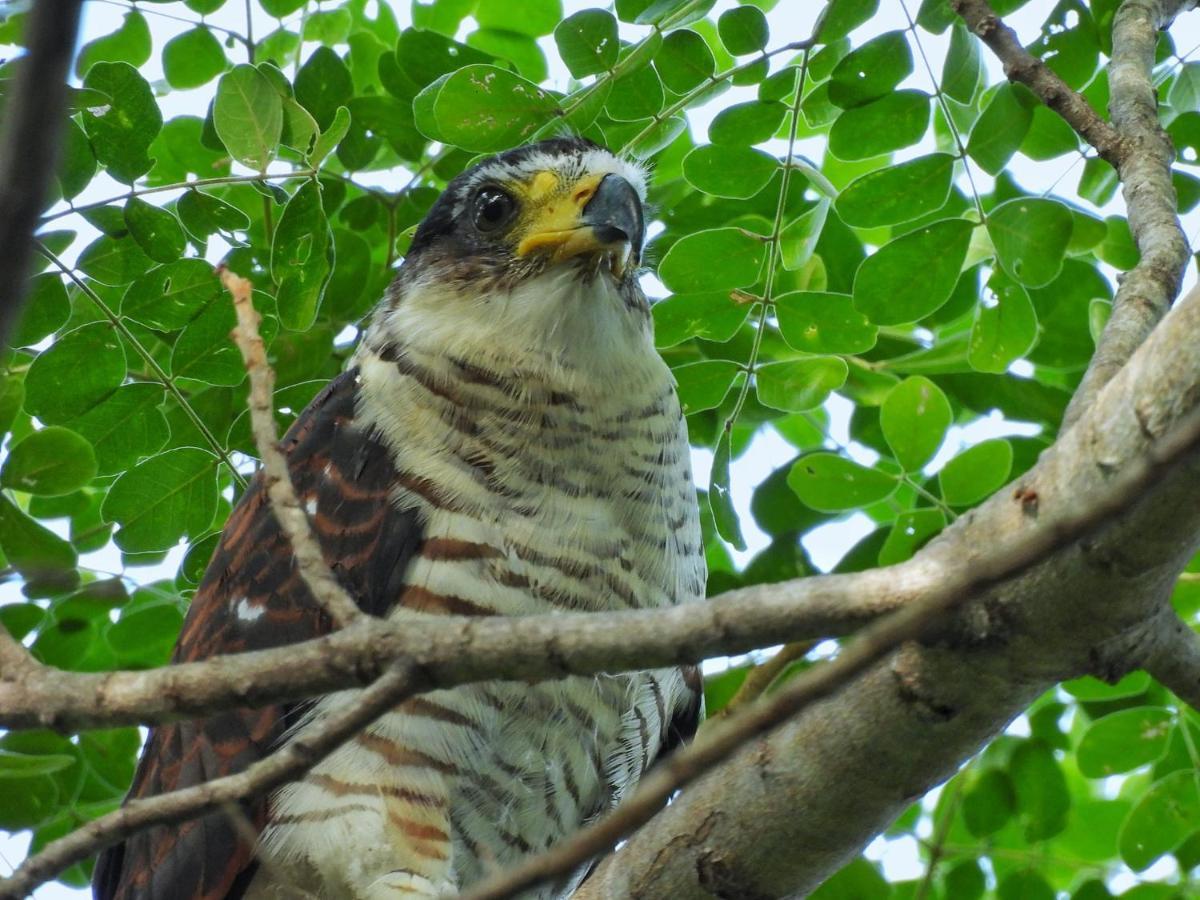 Finca Ecoturistica Los Jagueyes Baraya Eksteriør billede
