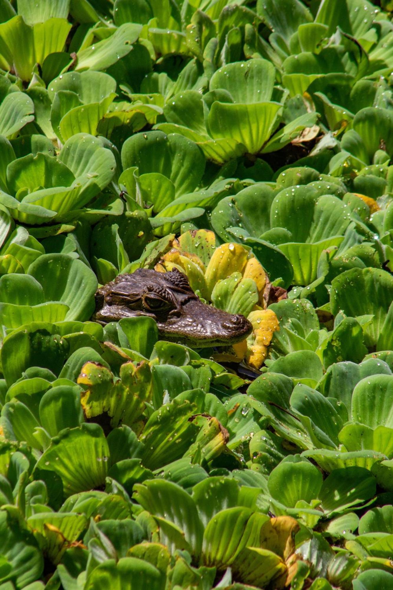 Finca Ecoturistica Los Jagueyes Baraya Eksteriør billede